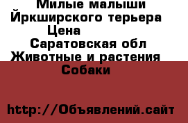 Милые малыши Йркширского терьера › Цена ­ 12 000 - Саратовская обл. Животные и растения » Собаки   